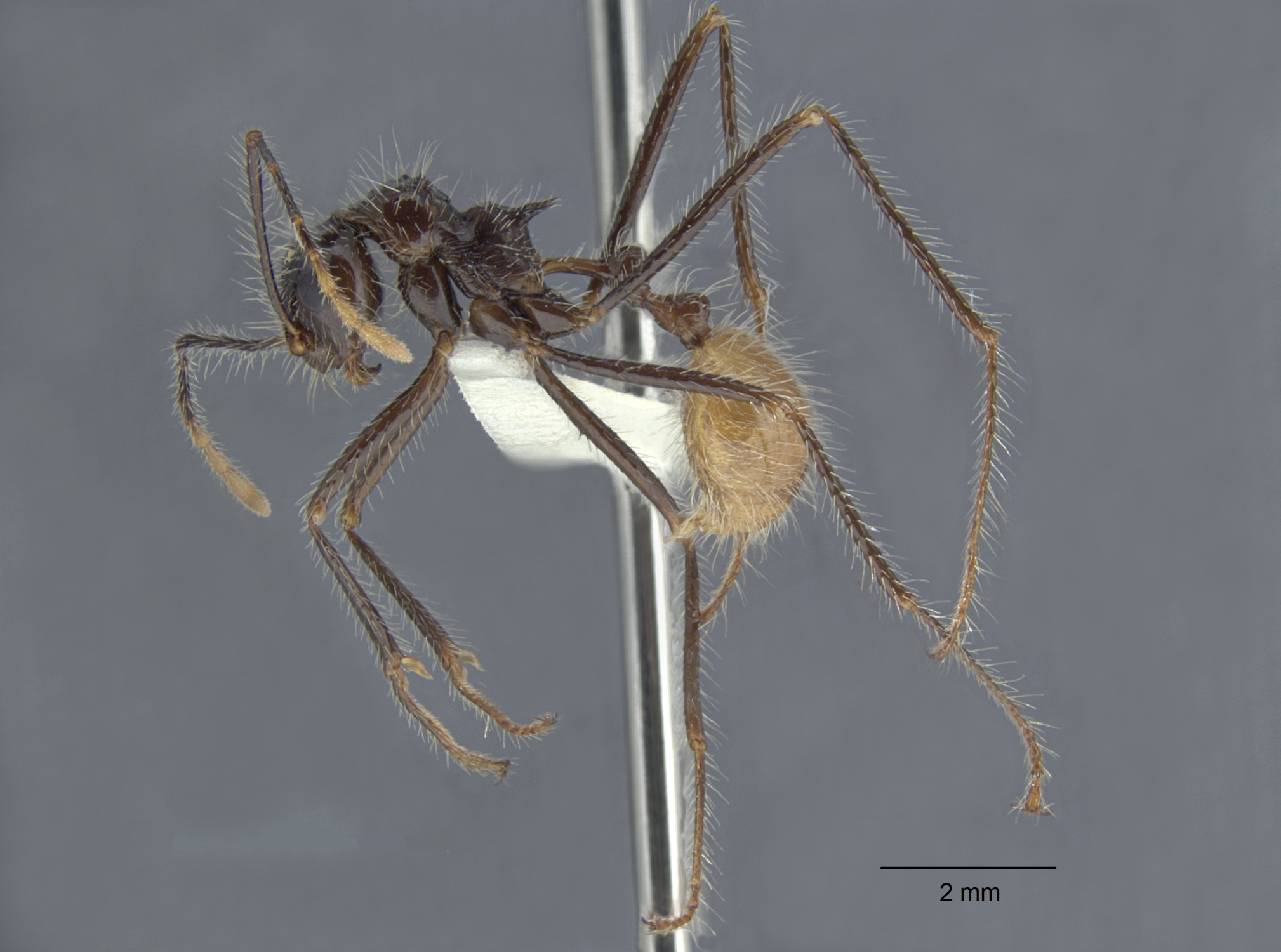  Myrmicaria birmana lateral