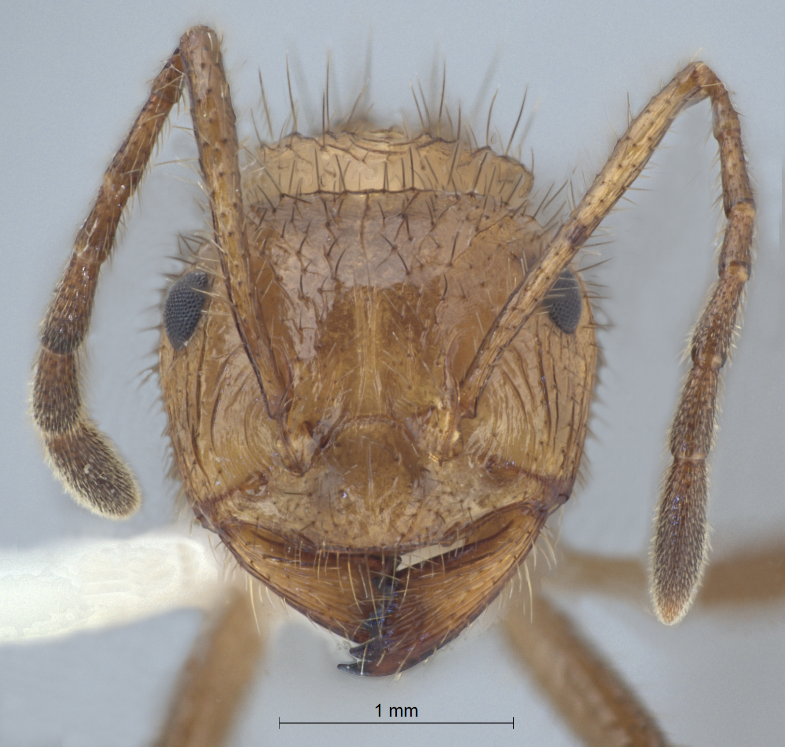  Myrmicaria vidua frontal