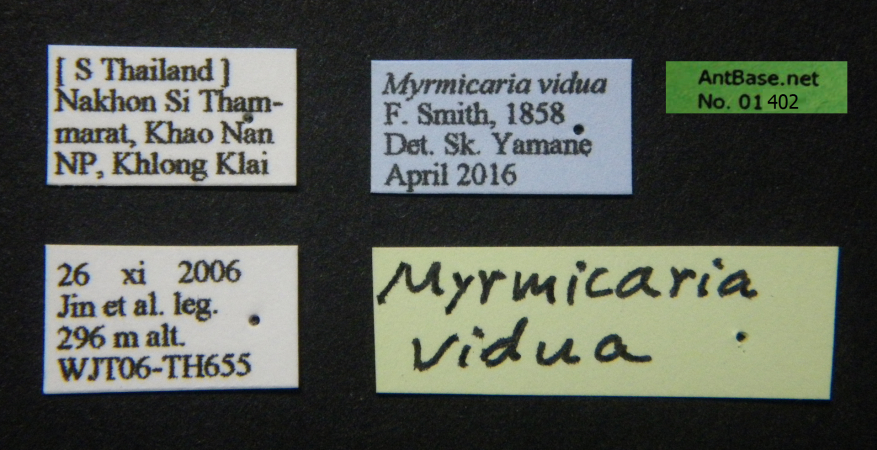 polyrhachis-boltoni label