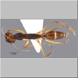 Odontomachus sp. Latreille, 1804 lateral
dorsal