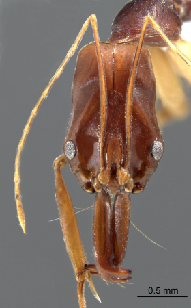 Odontomachus sp. frontal