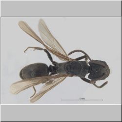 Odontoponera denticulata (Smith, 1858) lateral
dorsal
