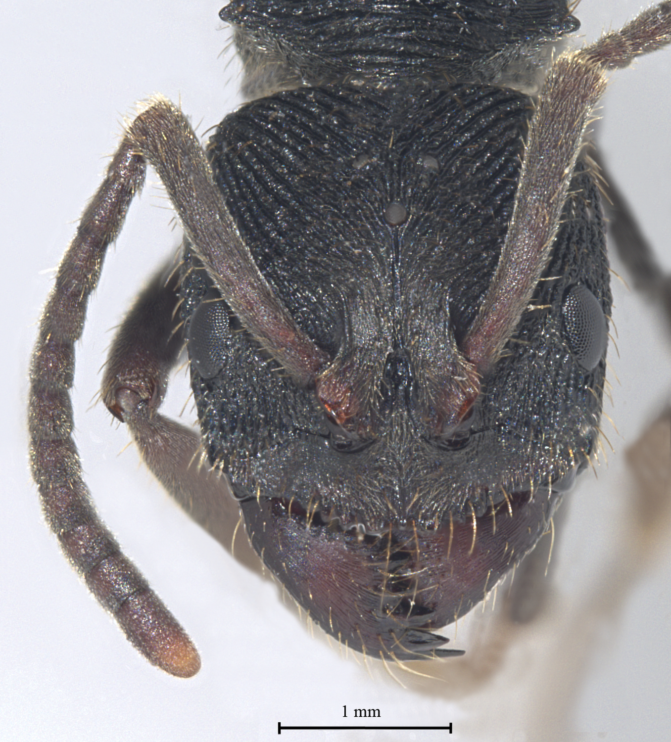  Odontoponera denticulata frontal