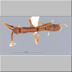 Probolomyrmex longiscapus Xu & Zeng, 2000 lateral
dorsal