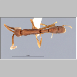 Probolomyrmex longiscapus Xu & Zeng, 2000 lateral
dorsal