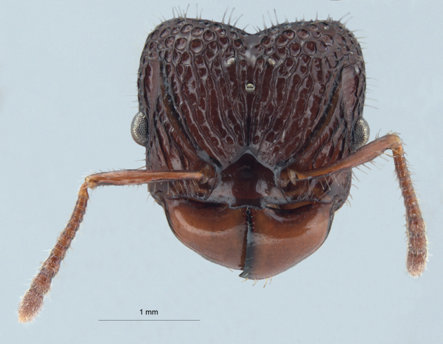 Acanthomyrmex ferox queen frontal