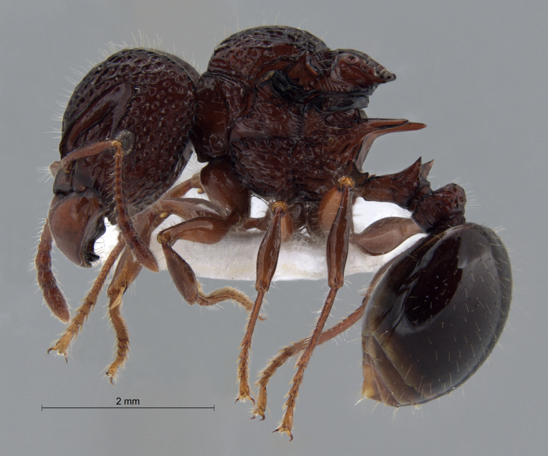  acanthomyrmex ferox queen lateral