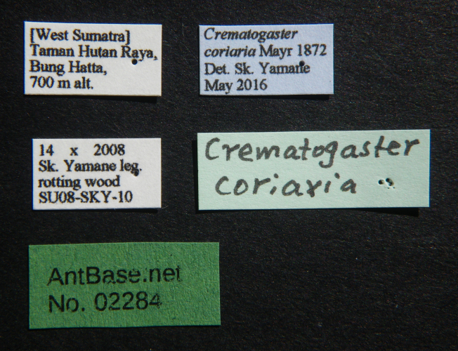Crematogaster coriaria label
