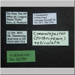 Crematogaster reticulata Forel, 1911