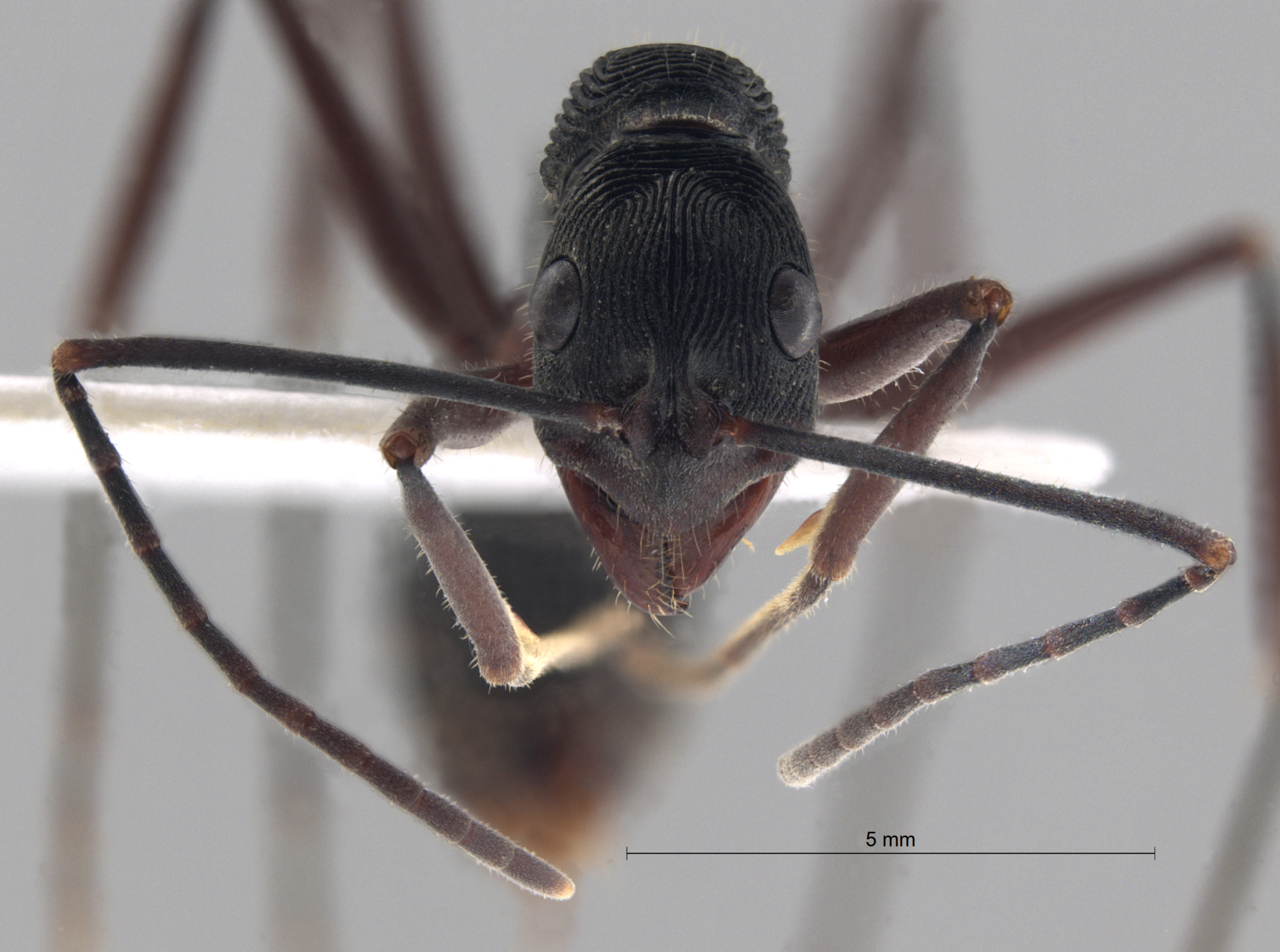 Acanthomyrmex ferox queen frontal