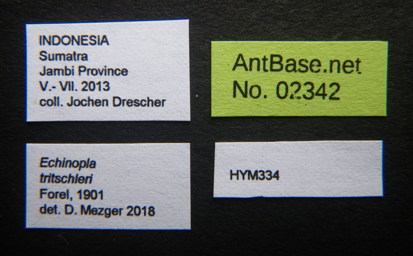 Echinopla tritschleri  label