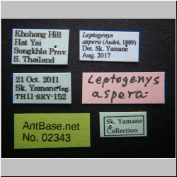 Leptogenys aspera  (André, 1889) 
