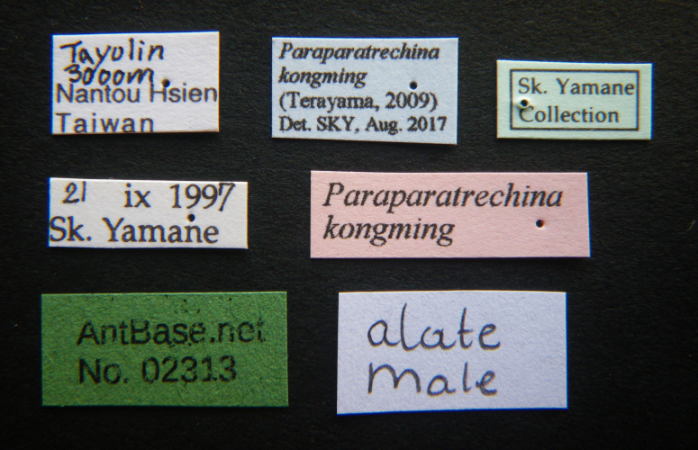 Paraparatrechina kongming label