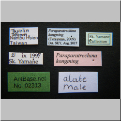 Polyrhachis cryptoceroides  (Terayama, 2009) 