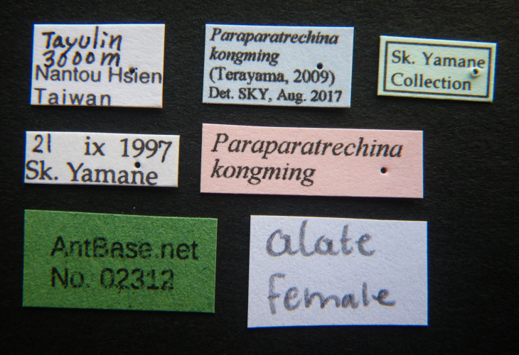 Paraparatrechina kongming label