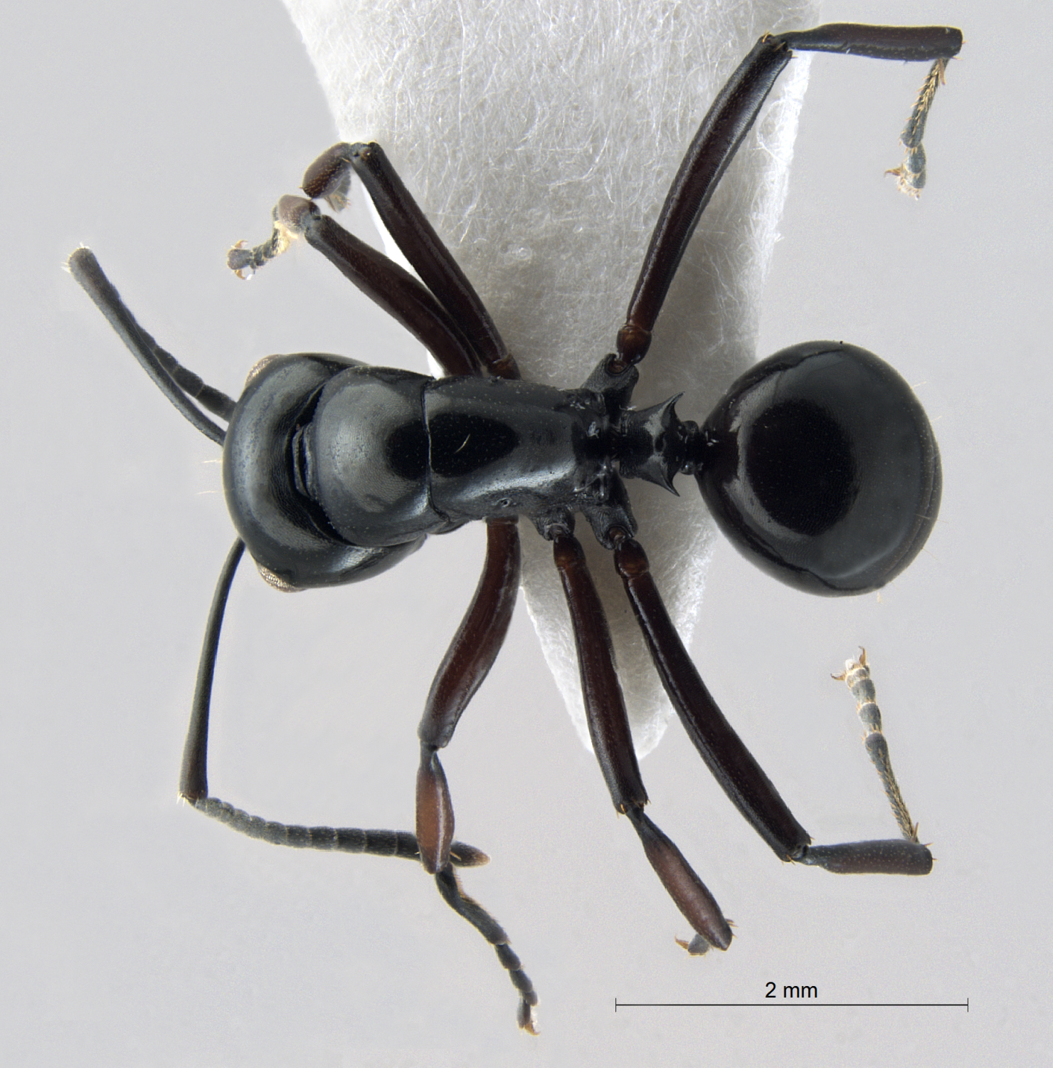 Polyrhachis lepida 