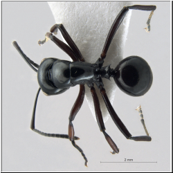 Polyrhachis lepida Kohout, 2006 