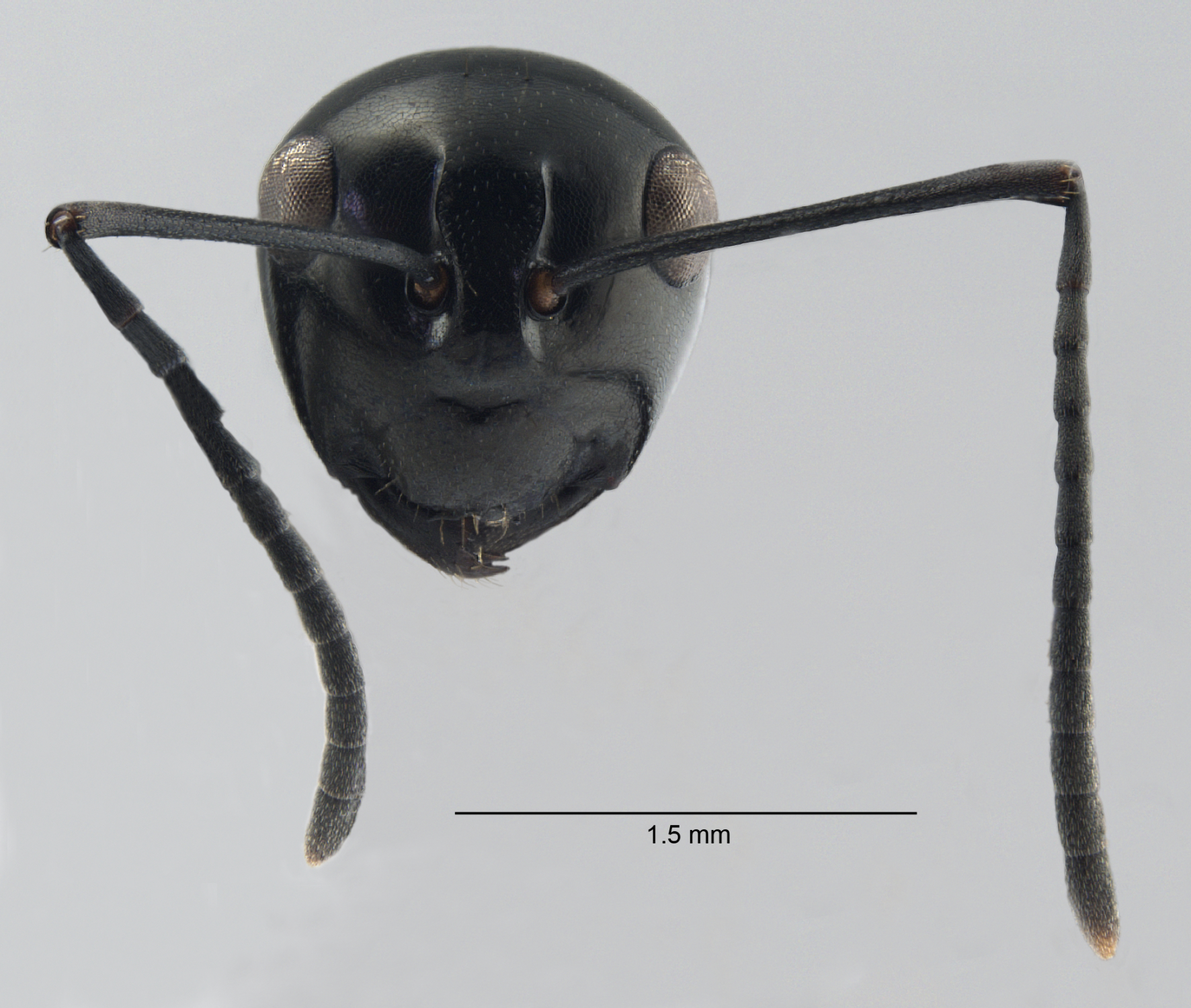 Polyrhachis lepida 