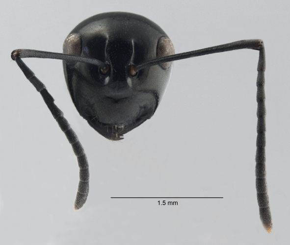 Polyrhachis lepida  frontal