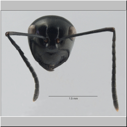 Polyrhachis