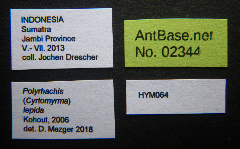 Polyrhachis lepida  label