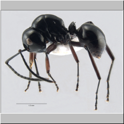 Polyrhachis lepida  (Kohout, 2006 