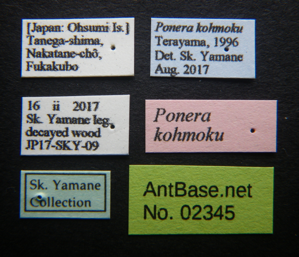 Paraparatrechina kongming label