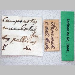 Camponotus maculatus pallidus Fabricius, 1781 label