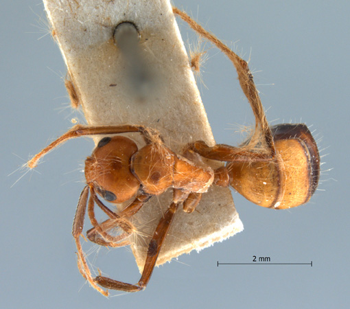 Camponotus nicobarensis dorsal