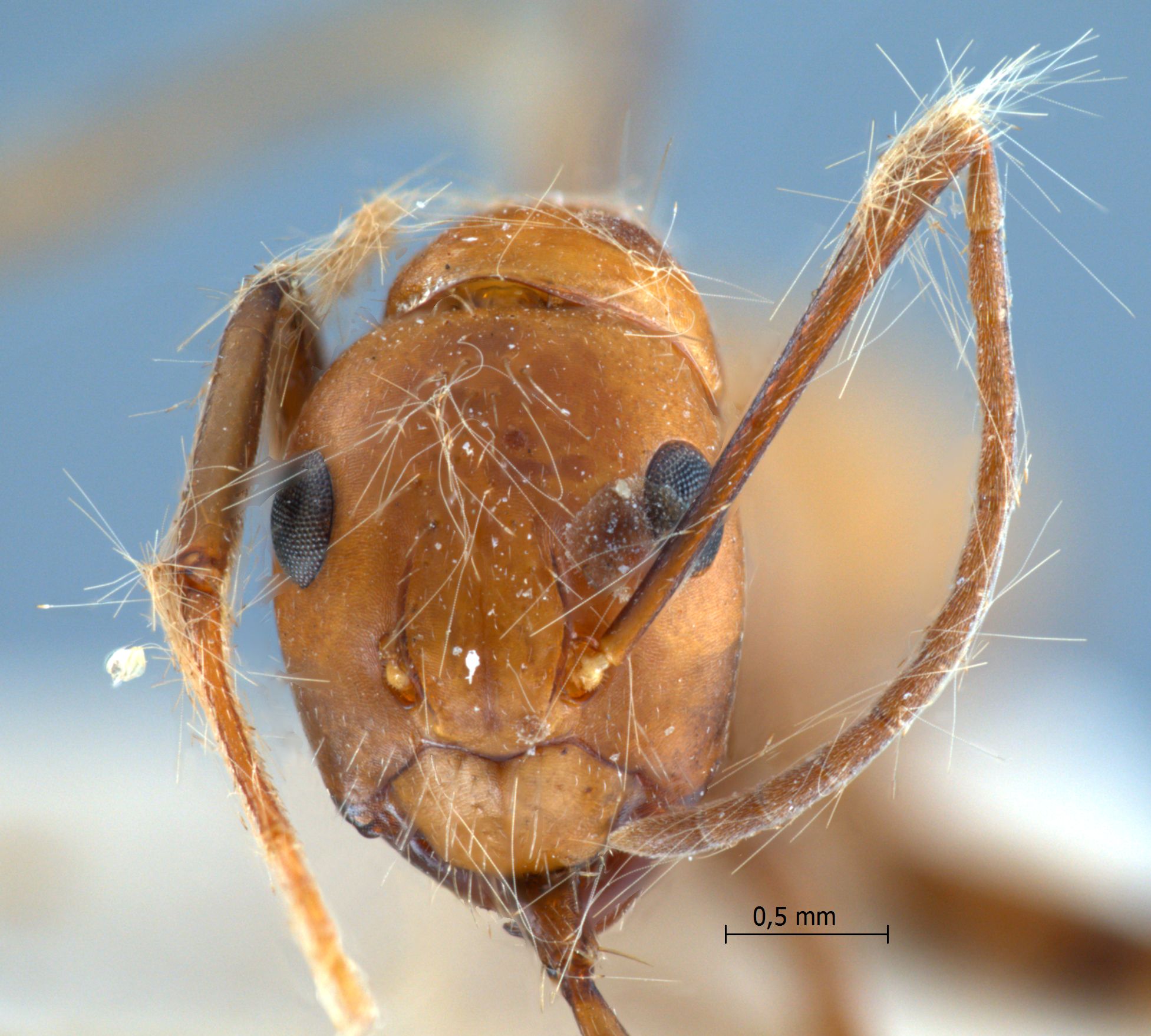 Camponotus nicobarensis frontal