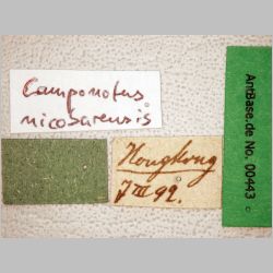 Camponotus nicobarensis Mayr, 1865 label