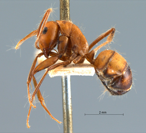 Camponotus nicobarensis lateral