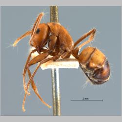 Camponotus nicobarensis Mayr, 1865 lateral