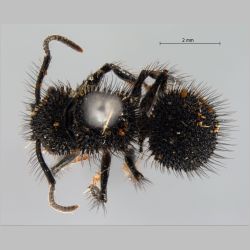 Echinopla melanarctos Smith, 1857 dorsal