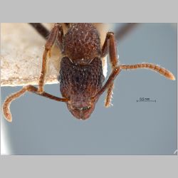 Gnamptogenys bicolor Emery, 1889 frontal