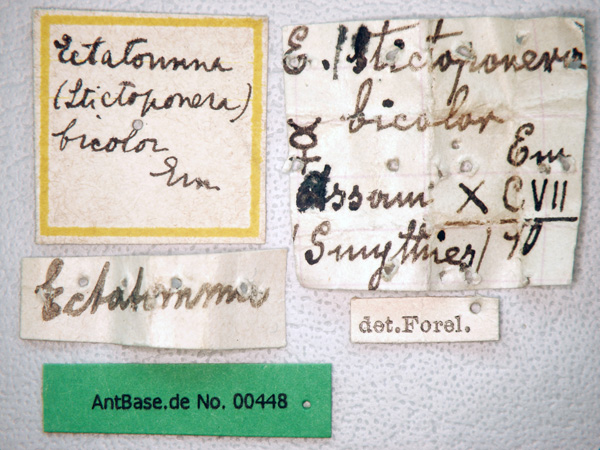 Gnamptogenys bicolor label