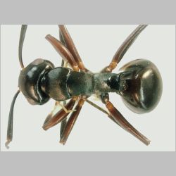 Polyrhachis hashimotoi Kohout, 2007 dorsal