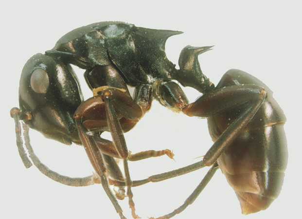 Polyrhachis hashimotoi lateral