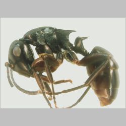 Polyrhachis hashimotoi Kohout, 2007 lateral