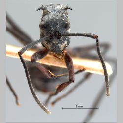 Polyrhachis proxima Roger, 1863 frontal