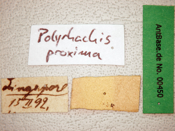 Polyrhachis proxima label