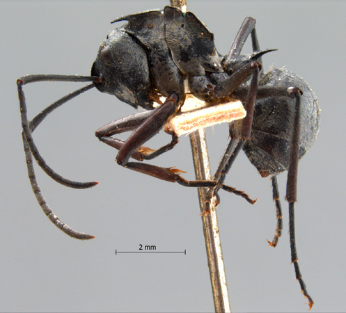 Polyrhachis proxima lateral
