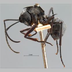 Polyrhachis proxima Roger, 1863 lateral