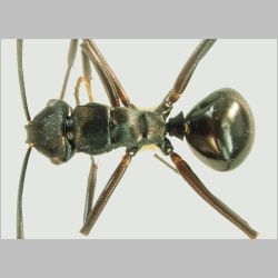 Polyrhachis reidi Kohout, 2007 dorsal