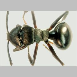 Polyrhachis sukarmani Kohout, 2007 dorsal