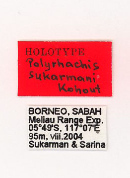 Polyrhachis sukarmani label