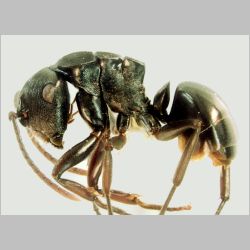 Polyrhachis sukarmani Kohout, 2007 lateral