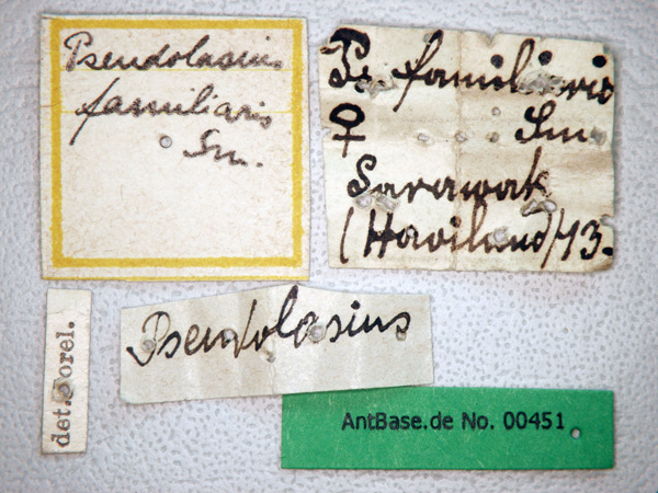 Pseudolasius familiaris label