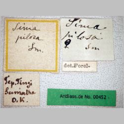 Tetraponera pilosa Smith, 1858 label