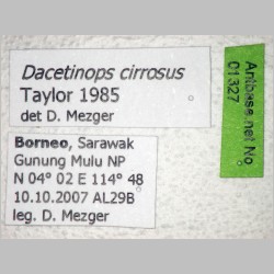 Dacetinops cirrosus Taylor, 1985 label